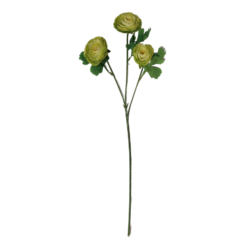 Vara de ranunculus x3